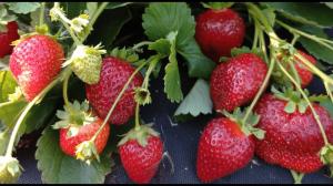 Клубника "КРАПО-10" ремонтантная (6 шт.)