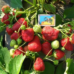 Клубника "ЕЛИЗОВЕТА-2" ремонтантный (6 шт.)